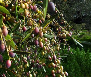 Olives ripening on the tree