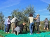 Harvesting olives