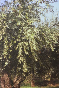Rovies Kalamata trees