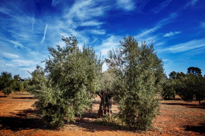 Grove at Oro Bailen